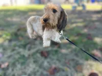 Doc, a male Miniature Dachshund for sale in Durant, OK – 2 of 3