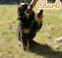 Charli , a female Poodle - Miniature  for sale in Durant, OK – 2 of 2