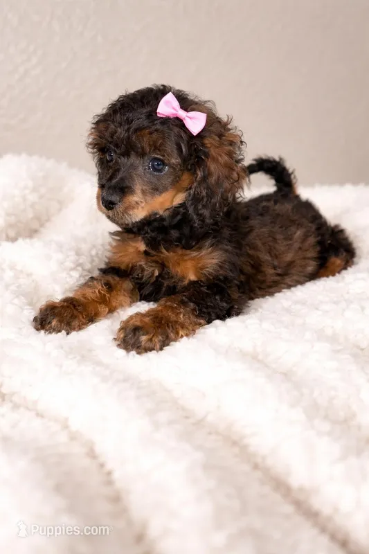 Ava – Cockapoo puppy for sale in Durant, OK