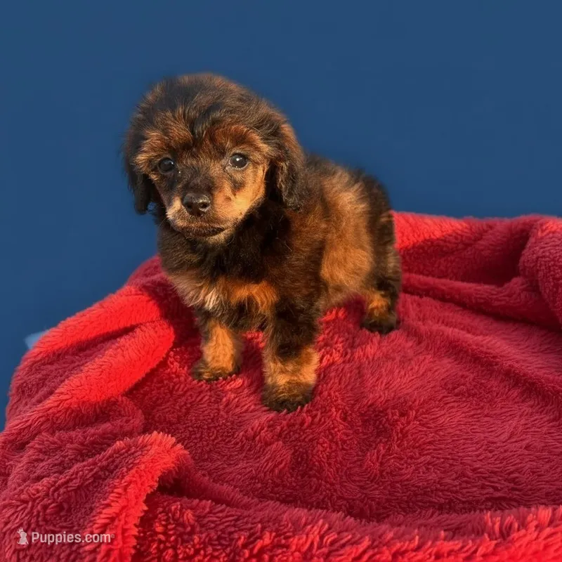 Ava, a female Cockapoo for sale in Durant, OK – Photo 1 of 1