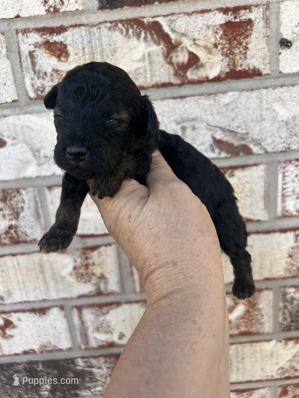 Male 1 – Poodle - Toy  puppy for sale in Durant, OK