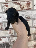 Male 1, a male Poodle - Toy  for sale in Durant, OK – 1 of 1
