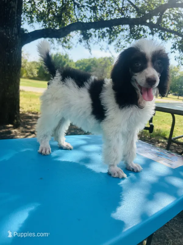 Buster – Poodle - Multi-Colored Standard puppy for sale in Durant, OK