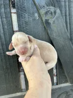 Female 1, a female Miniature Dachshund for sale in Durant, OK – 2 of 3