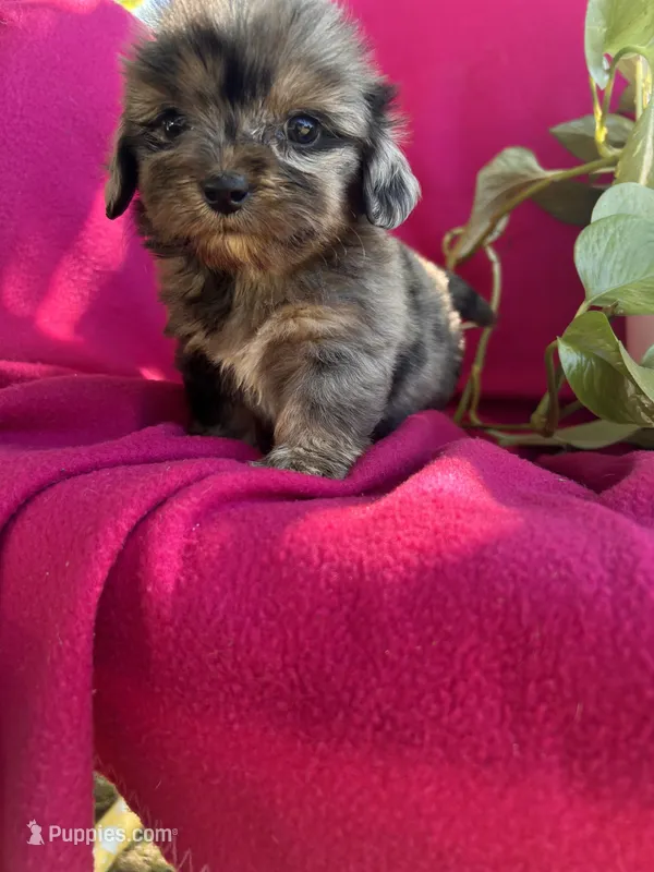 Female – Shih Tzu, Miniature Dachshund puppy for sale in Durant, OK
