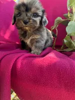 Female, a female Shih Tzu and Miniature Dachshund for sale in Durant, OK – 1 of 1