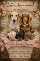 Female 1, a female Miniature Dachshund for sale in Durant, OK – 3 of 3