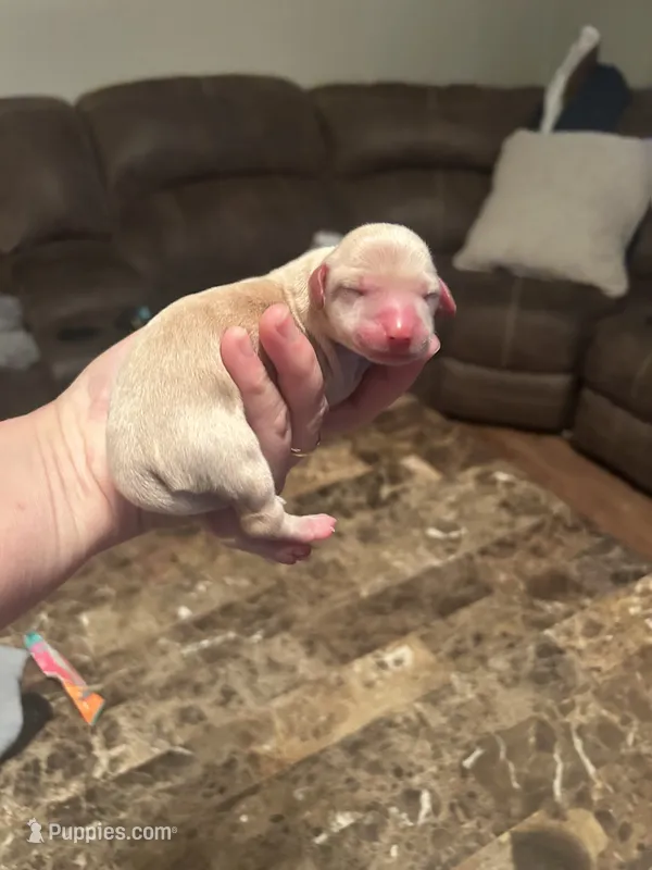 Female 1 – Miniature Dachshund puppy for sale in Durant, OK