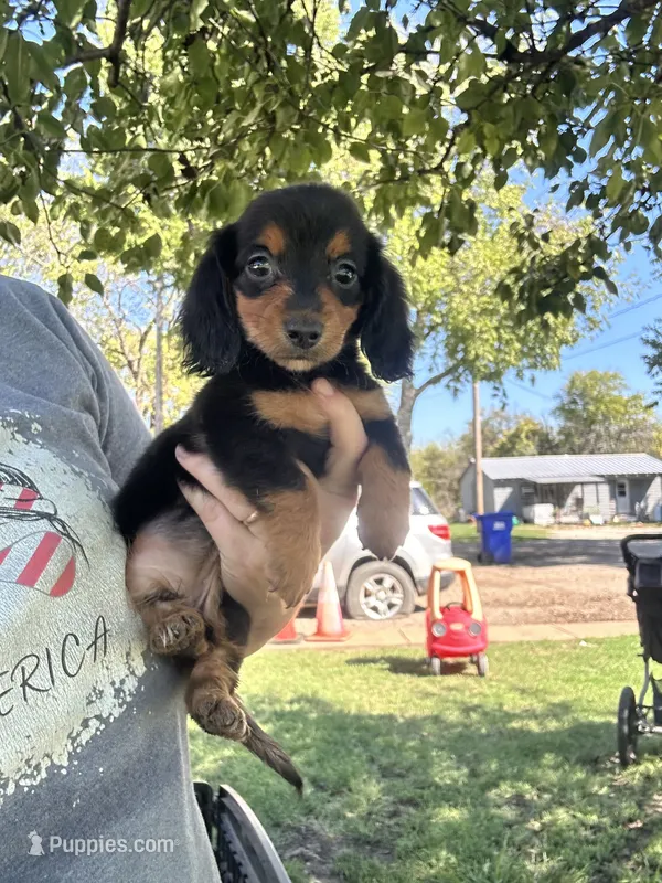Roxi  – Miniature Dachshund puppy for sale in Durant, OK