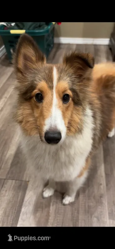 Bebe  – Shetland Sheepdog puppy for sale in Durant, OK
