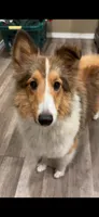 Bebe , a female Shetland Sheepdog for sale in Durant, OK – 1 of 2