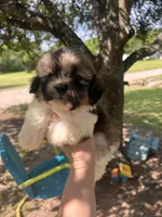 Male 1, a male Shih Tzu and Miniature Dachshund for sale in Durant, OK – 2 of 2