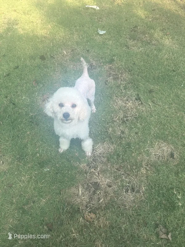 Murray  – Poodle - Miniature  puppy for sale in Durant, OK