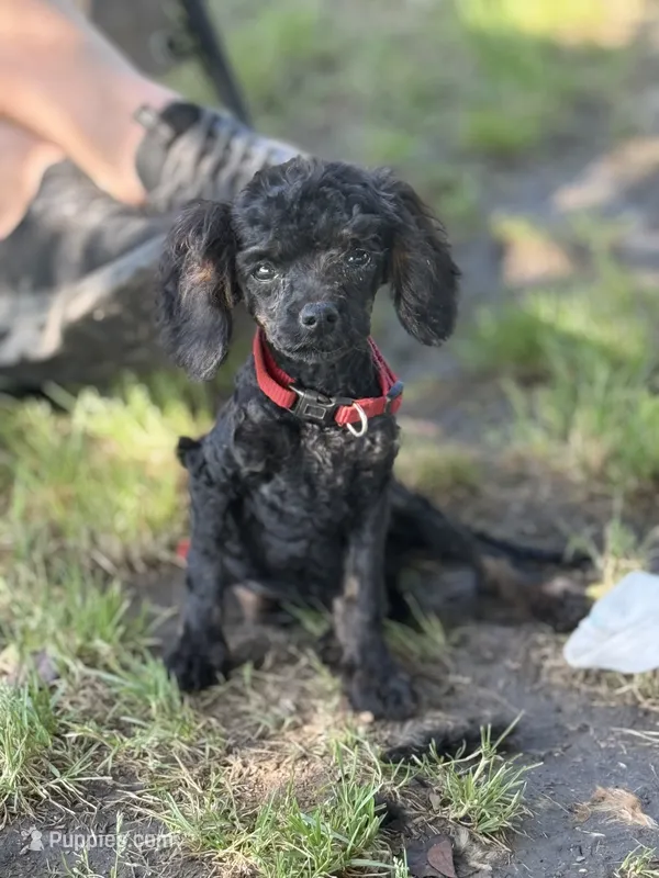 Chigger – Cockapoo puppy for sale in Durant, OK