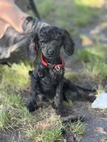 Chigger, a male Cockapoo for sale in Durant, OK – 1 of 1