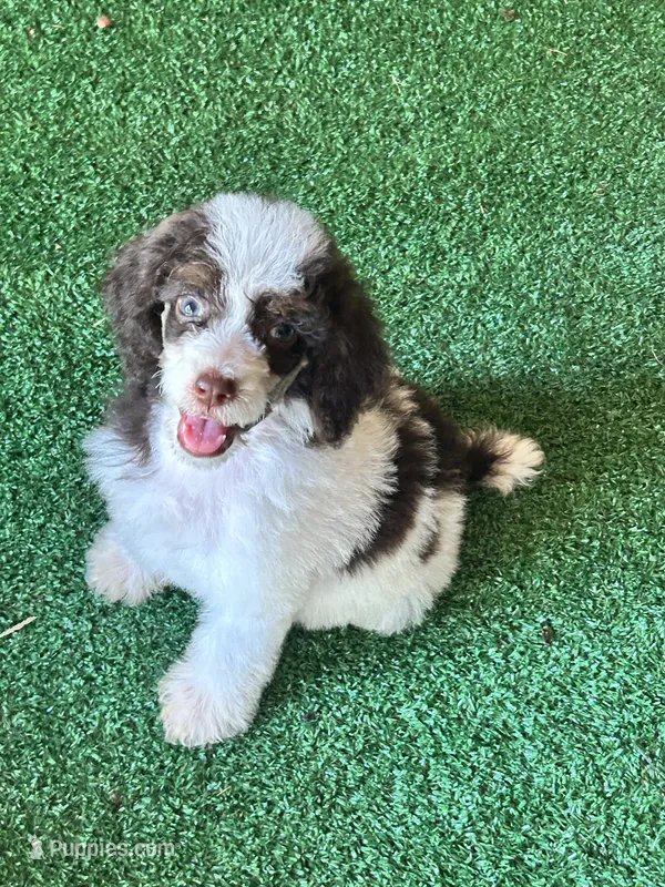 Buster – Poodle - Multi-Colored Standard puppy for sale in Durant, OK
