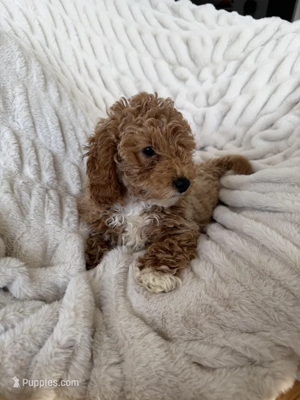 Female 1 – Miniature Goldendoodle puppy for sale in Durant, OK