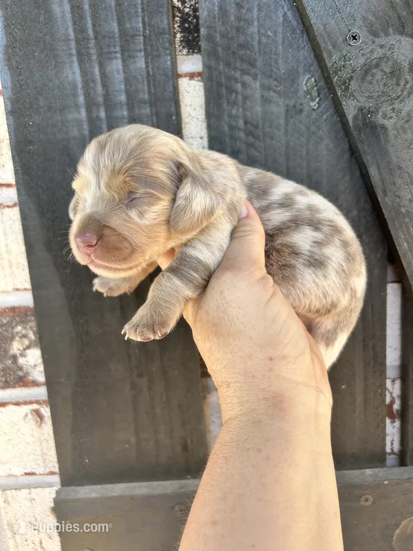 Male – Miniature Dachshund puppy for sale in Durant, OK
