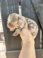Male, a male Miniature Dachshund for sale in Durant, OK – 1 of 3
