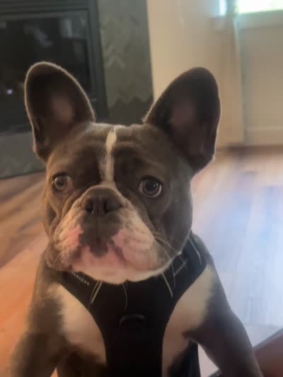 Samson, a male French Bulldog for sale in Lakebay, WA – 6 of 6