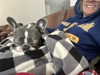 Samson, a male French Bulldog for sale in Lakebay, WA – 3 of 6