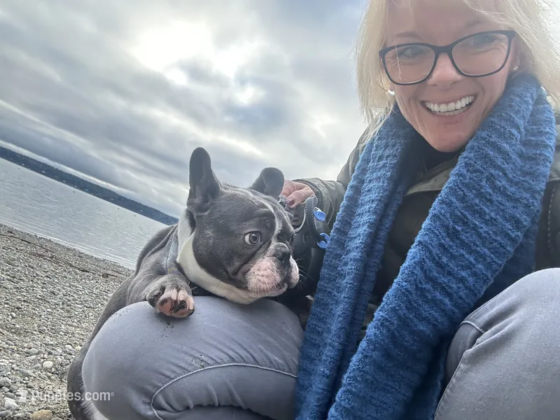 Samson – French Bulldog puppy for sale in Lakebay, WA