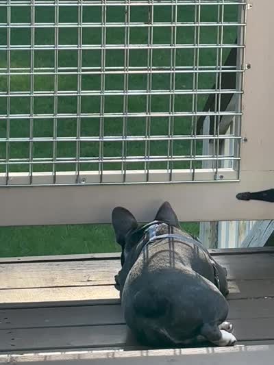 Samson, a male French Bulldog for sale in Lakebay, WA – 5 of 6