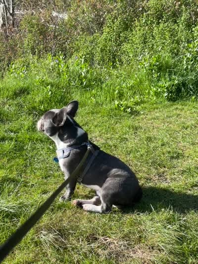 Samson, a male French Bulldog for sale in Lakebay, WA – 4 of 6