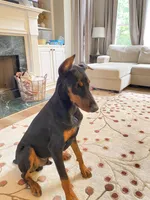 Chief, a male Doberman Pinscher for sale in Buford, GA – 2 of 9