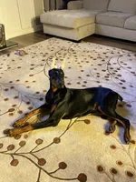 Chief, a male Doberman Pinscher for sale in Buford, GA – 6 of 9