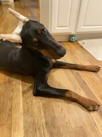 Chief, a male Doberman Pinscher for sale in Buford, GA – 4 of 9