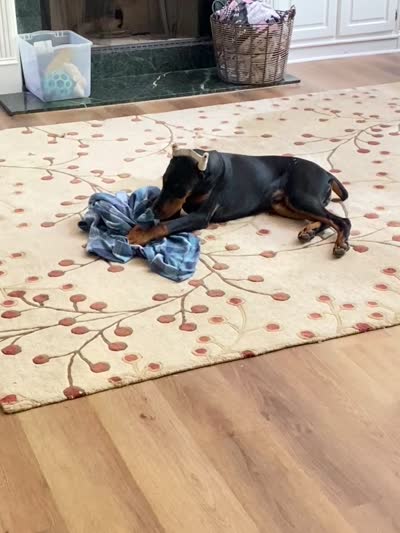Chief, a male Doberman Pinscher for sale in Buford, GA – 9 of 9