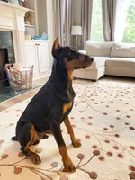 Chief, a male Doberman Pinscher for sale in Buford, GA – 1 of 9