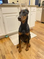 Chief, a male Doberman Pinscher for sale in Buford, GA – 3 of 9