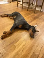 Chief, a male Doberman Pinscher for sale in Buford, GA – 5 of 9