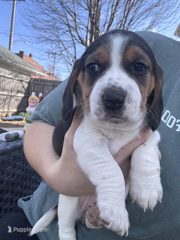 JoJo – Beagle puppy for sale in Danvers, IL
