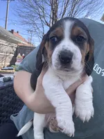 JoJo, a female Beagle for sale in Danvers, IL – Photo 1 of 4