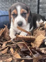 JoJo, a female Beagle for sale in Danvers, IL – Photo 3 of 4