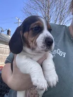 JoJo, a female Beagle for sale in Danvers, IL – Photo 2 of 4