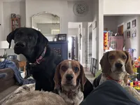 JoJo, a female Beagle for sale in Danvers, IL – Photo 4 of 4