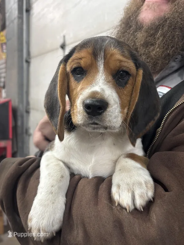 Rusty  – Beagle puppy on hold in Danvers, IL