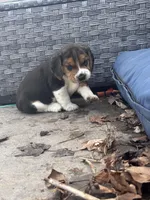 Rusty , a male Beagle for sale in Danvers, IL – Photo 3 of 6