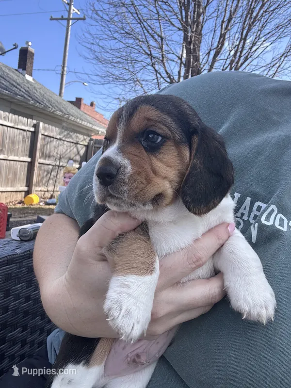 Rusty  – Beagle puppy for sale in Danvers, IL