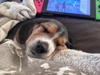 Rusty , a male Beagle for sale in Danvers, IL – Photo 5 of 6