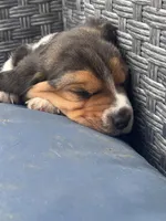 Rusty , a male Beagle for sale in Danvers, IL – Photo 4 of 6