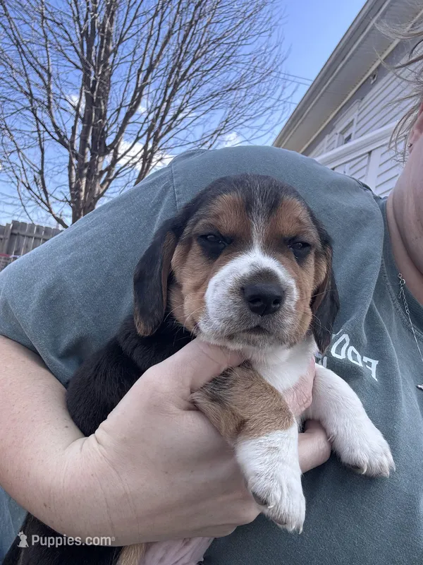 Rusty  – Beagle puppy for sale in Danvers, IL