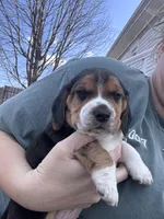 Rusty , a male Beagle for sale in Danvers, IL – Photo 2 of 6