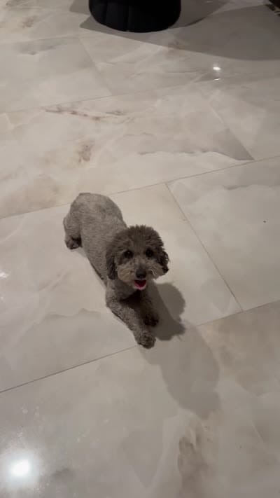 Parda, a female Poodle - Toy  for sale in Riverside, CA – 3 of 4
