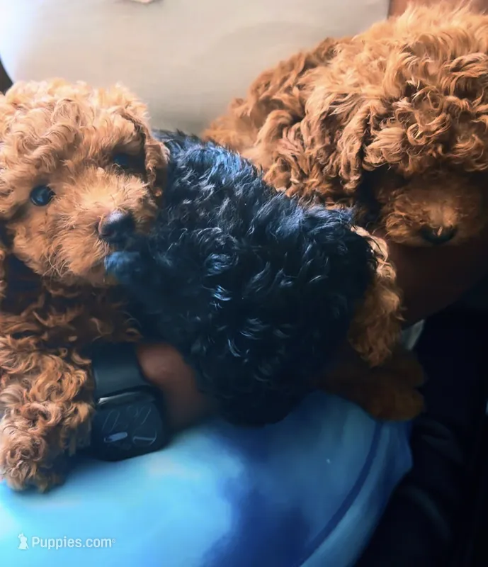 Brown – Poodle - Toy  puppy for sale in Riverside, CA