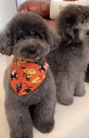 Parda, a female Poodle - Toy  for sale in Riverside, CA – 2 of 3